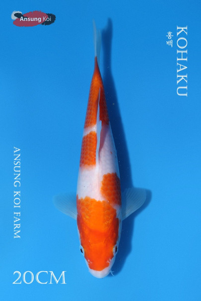 홍백 20cm