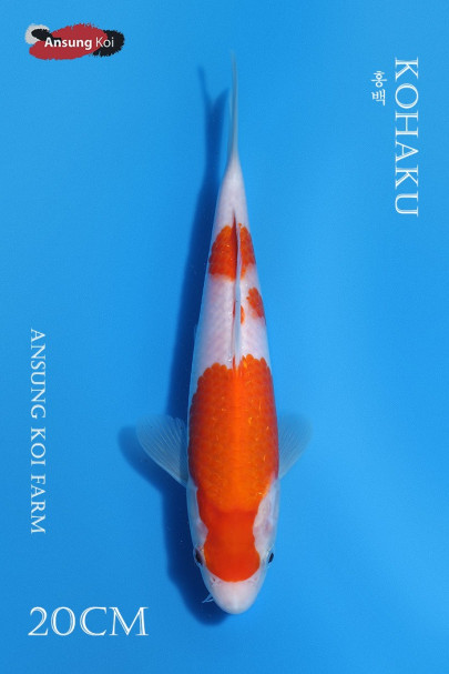 홍백 20cm