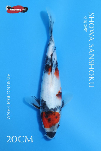소화삼색 20cm