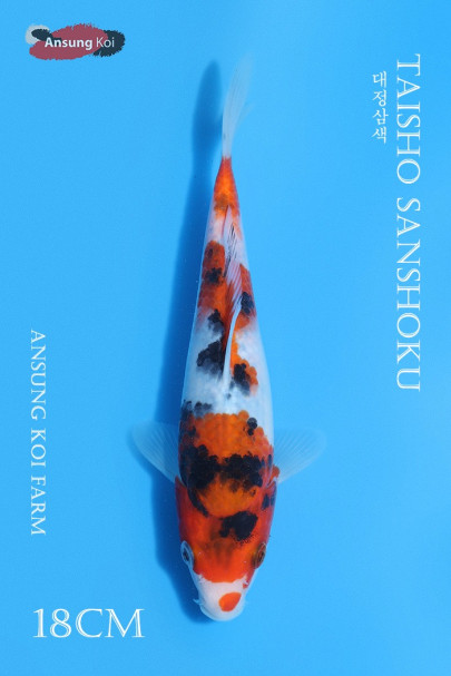 대정삼색 18cm