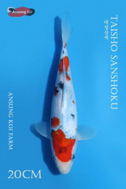 대정삼색 20cm