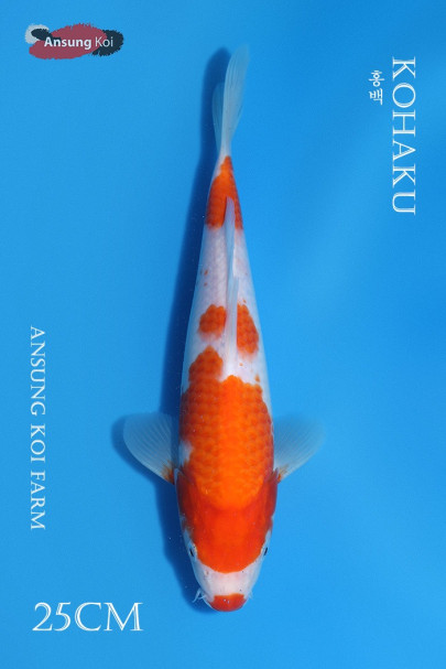 홍백 25cm