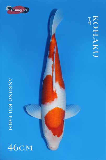 홍백 46cm