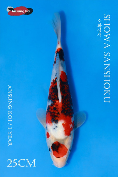 소화삼색 25cm
