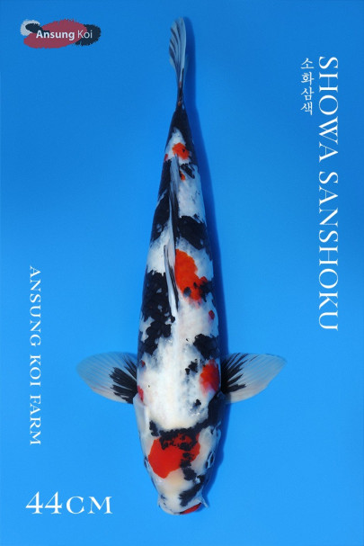 소화삼색 44cm