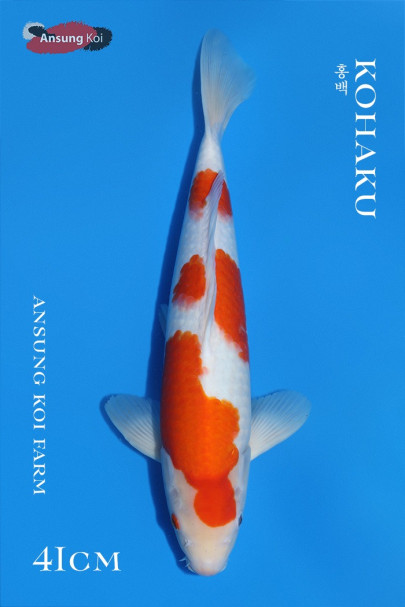 홍백 41cm