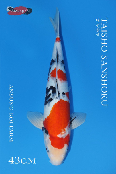대정삼색 43cm