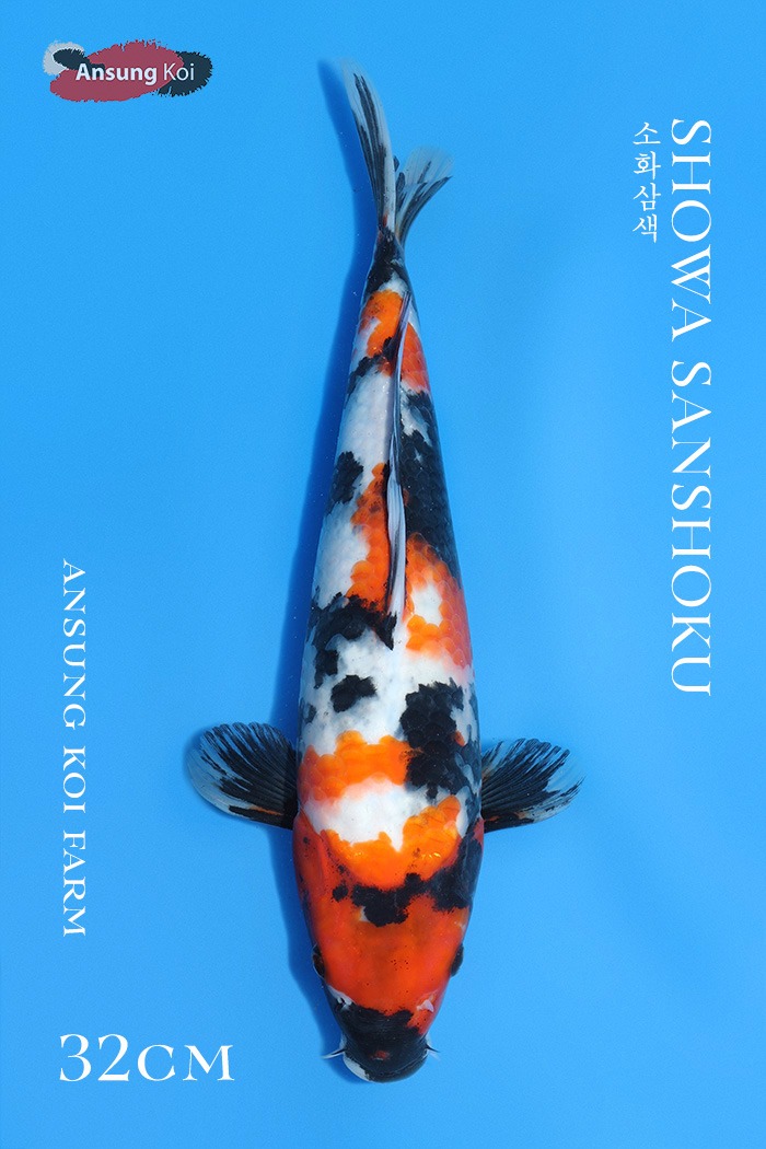 소화삼색32cm
