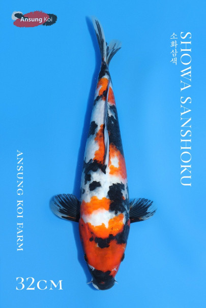 소화삼색32cm