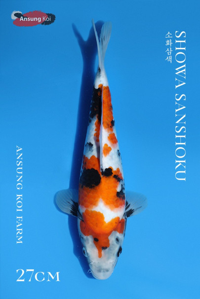 소화삼색 27cm