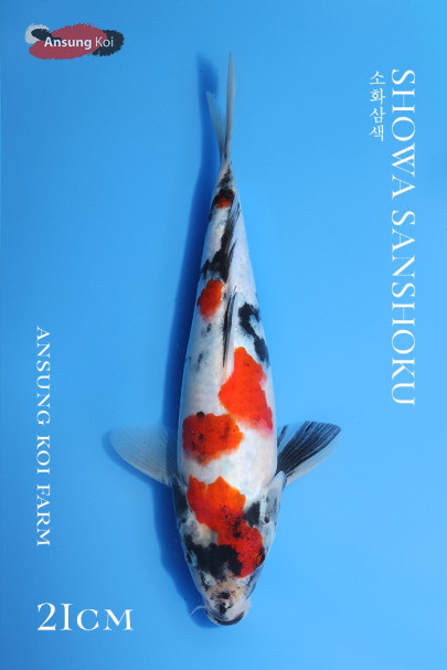 소화삼색 21cm