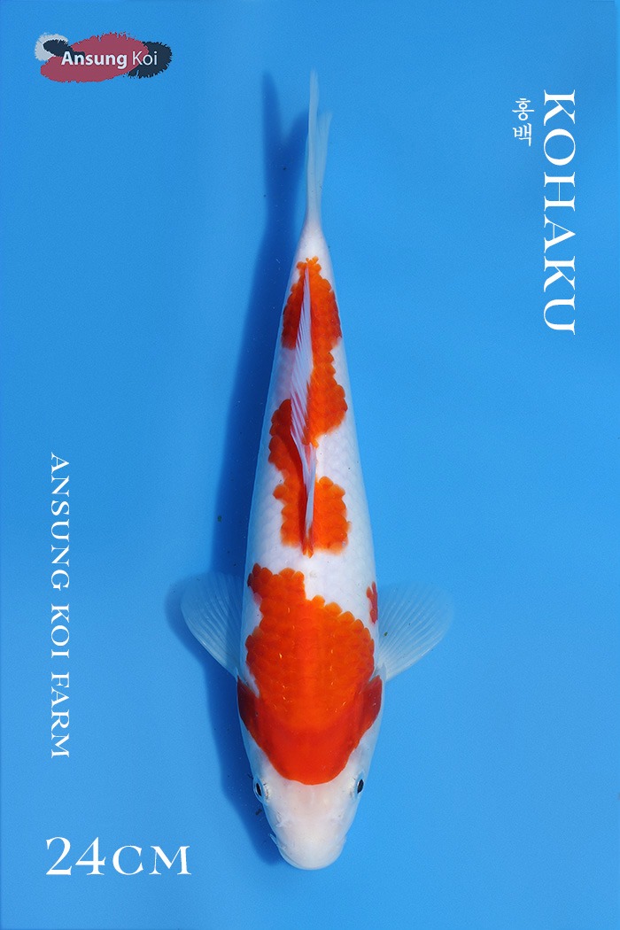 홍백 24cm