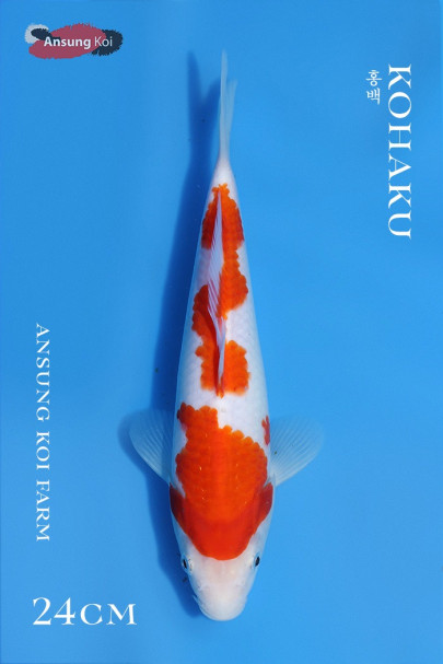 홍백 24cm
