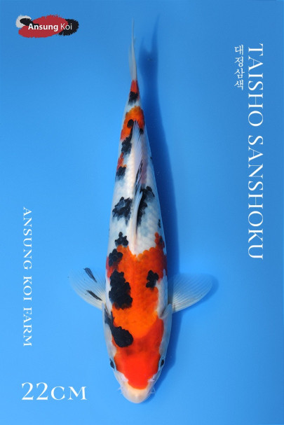 대정삼색 22cm