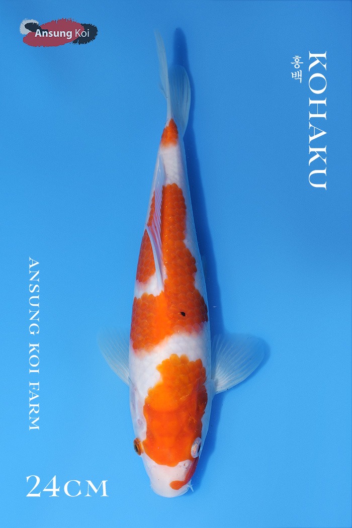 홍백 24cm
