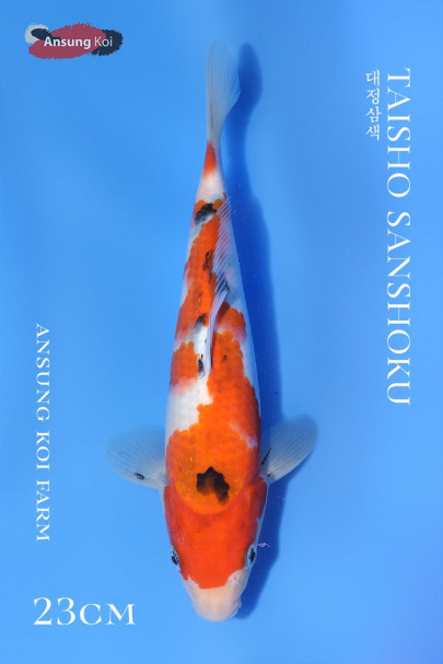 대정삼색 23cm