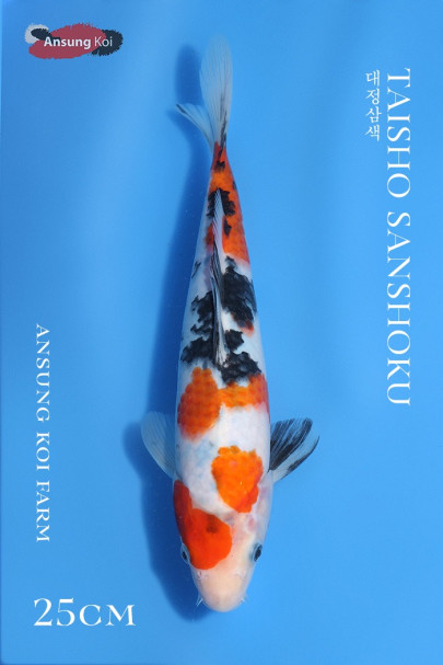 대정삼색 25cm