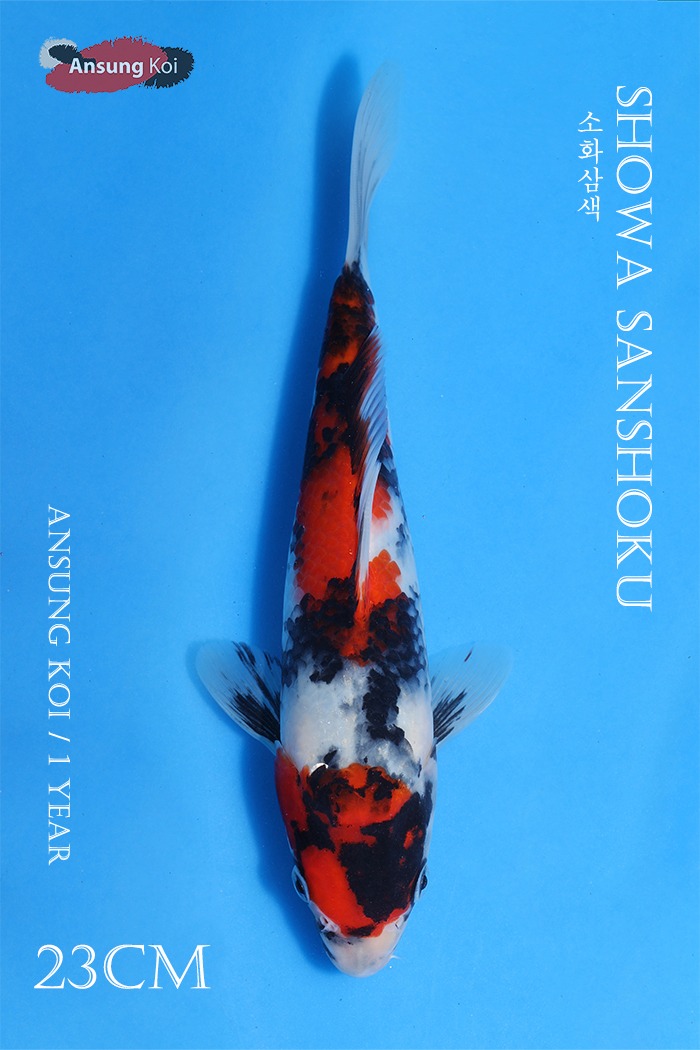 소화삼색 23cm