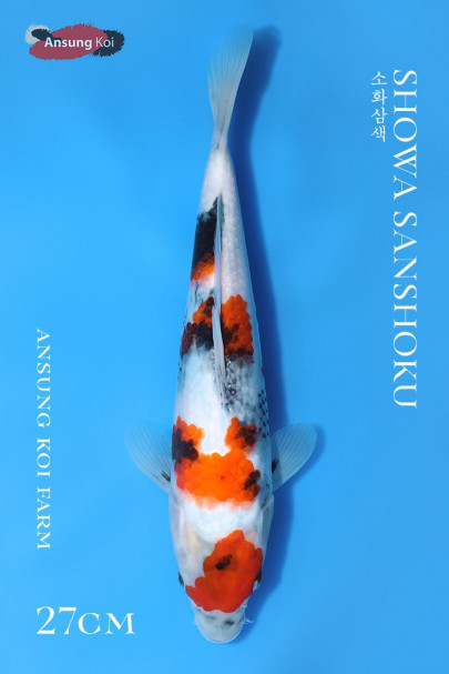 소화삼색 27cm