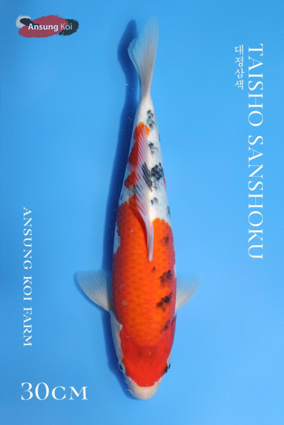 대정삼색 30cm