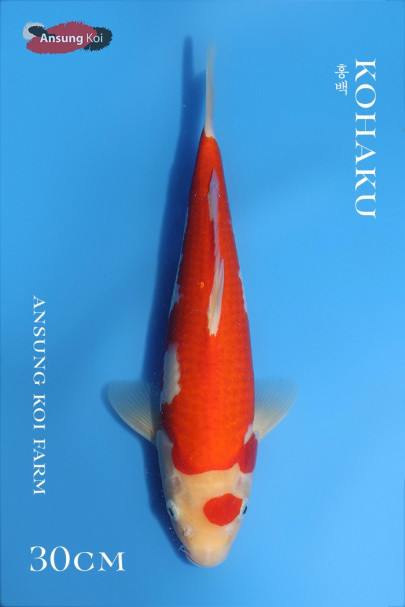 홍백 30cm
