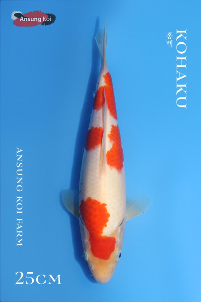홍백 25cm