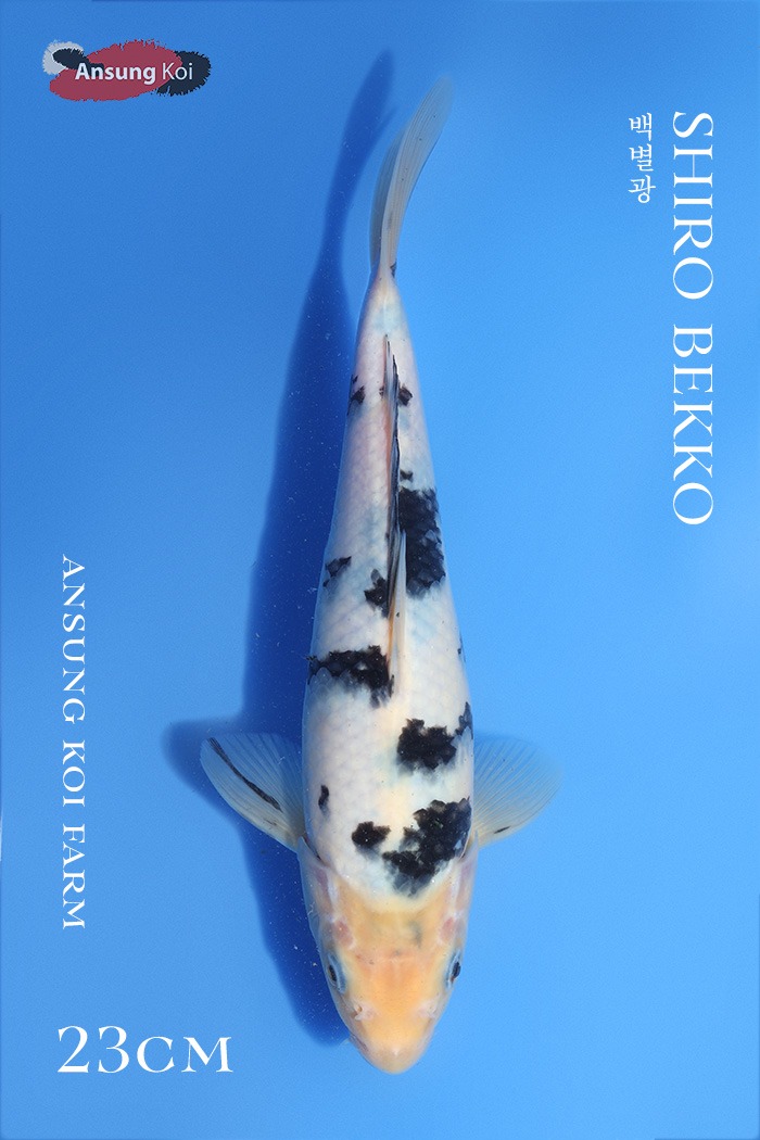 백별광 23cm