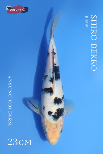 백별광 23cm