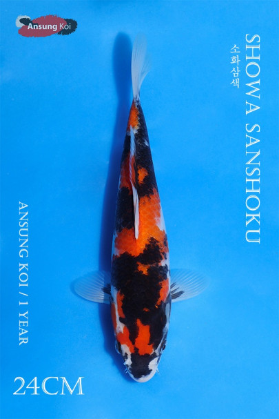 소화삼색 23cm