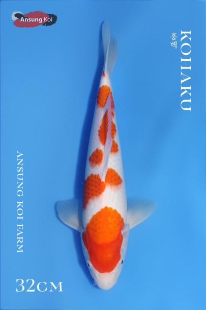 홍백 32cm