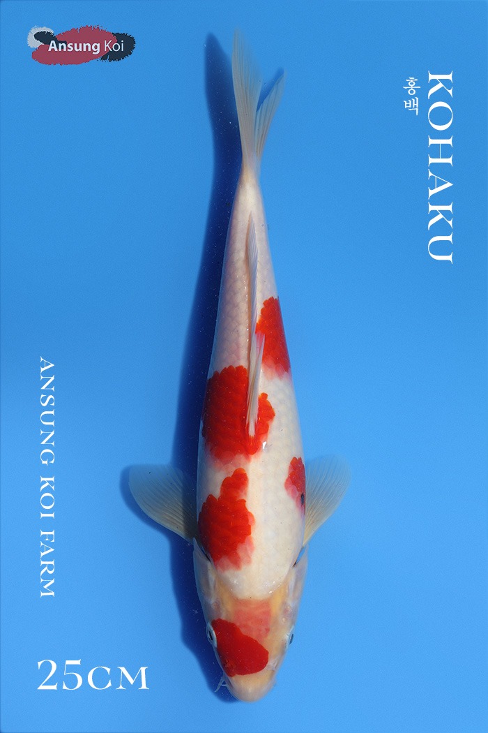 홍백 25cm