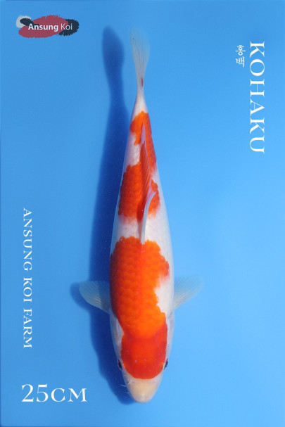홍백 25cm