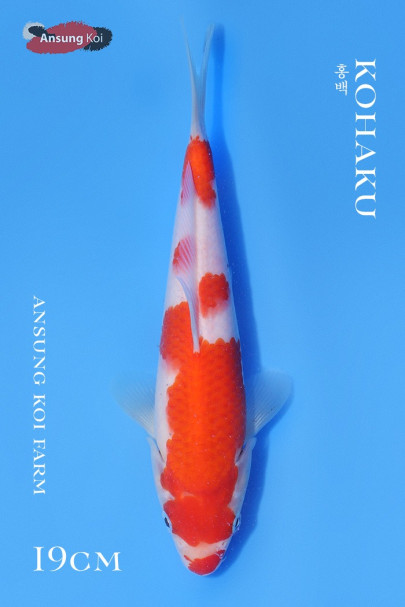홍백 19cm