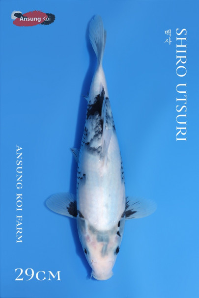 백사 29cm