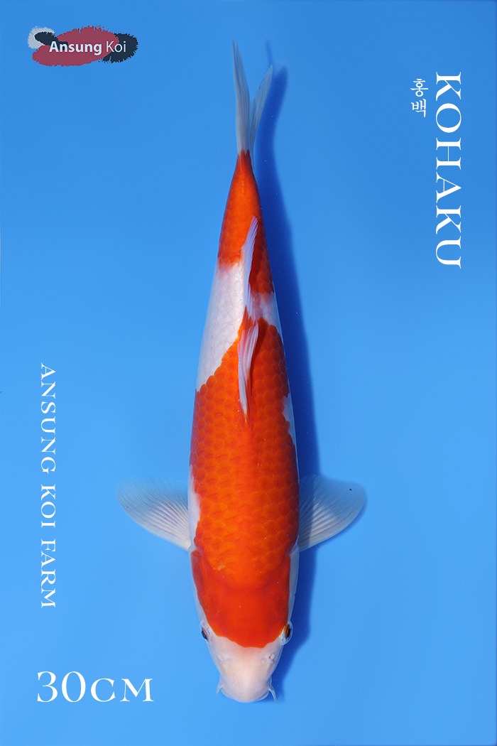 홍백 30cm