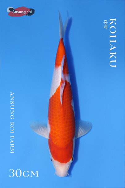 홍백 30cm