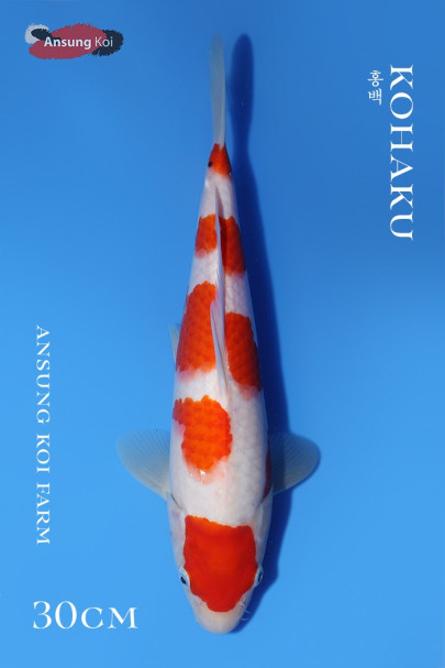 홍백 32cm