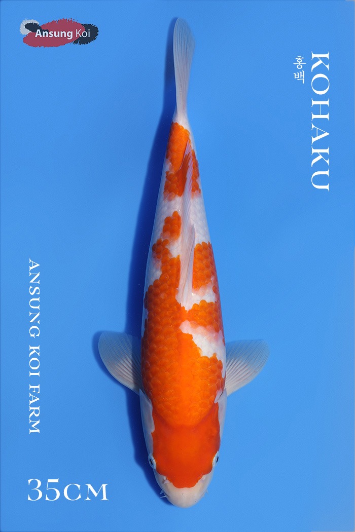 홍백 35cm