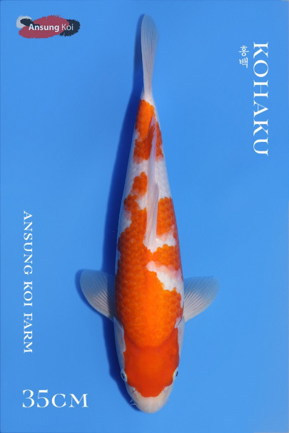 홍백 35cm
