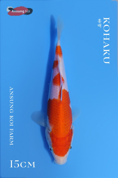 홍백 15cm