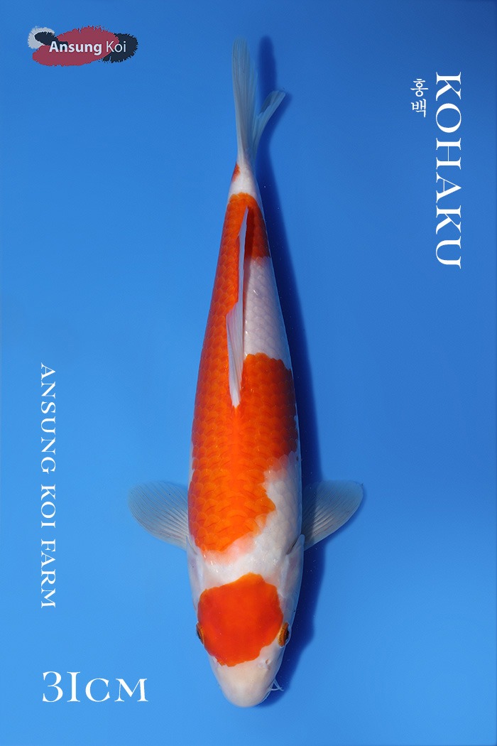 홍백 31cm