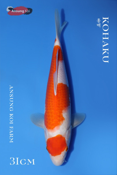 홍백 31cm
