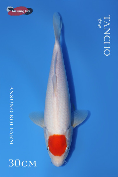 단정 30cm