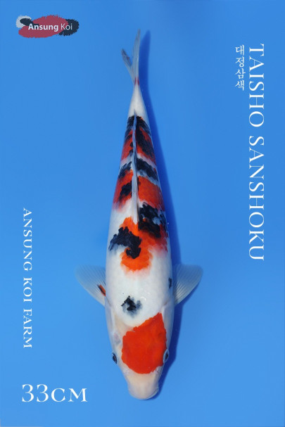 대정삼색 33cm