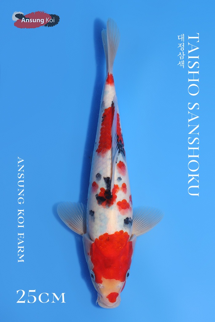 대정삼색 25cm