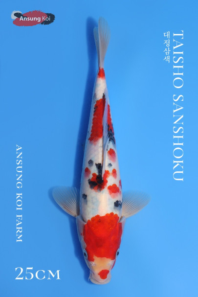 대정삼색 25cm