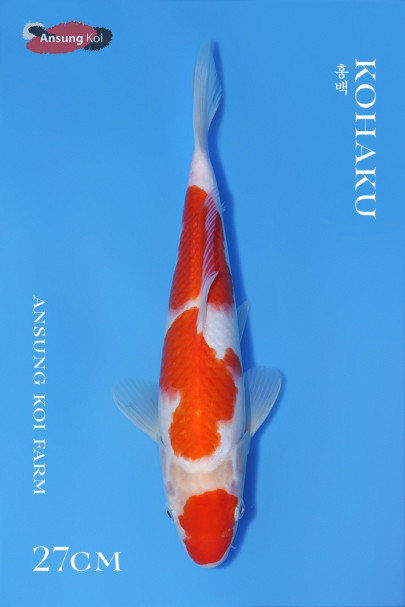 홍백 27cm