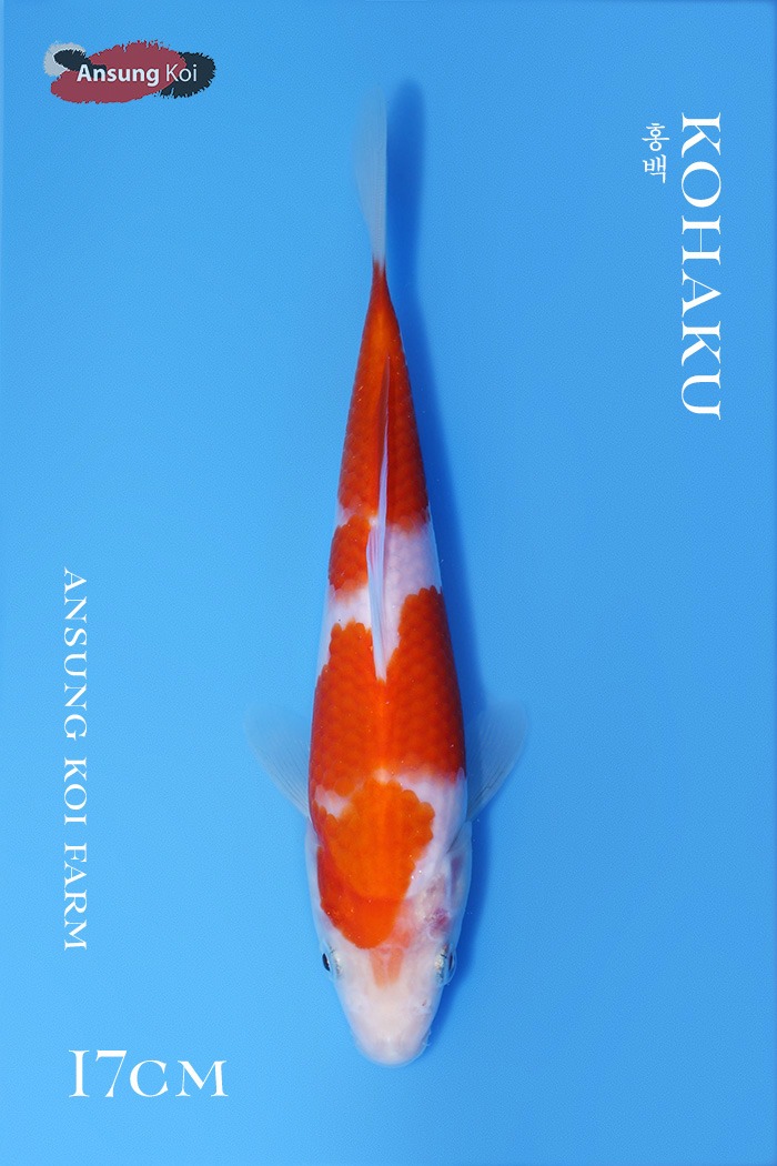 홍백 17cm