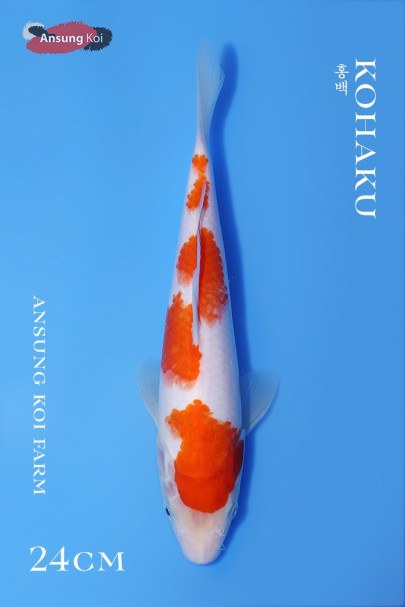홍백 24cm