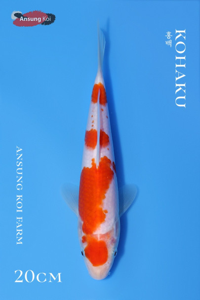 홍백 20cm